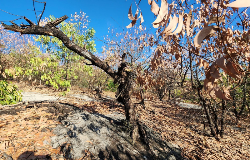 Nhiều diện tích rừng phòng hộ ven biển ở Huế chết khô giữa nắng hạn -0