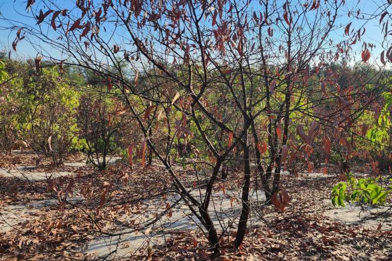 Nhiều diện tích rừng phòng hộ ven biển ở Huế chết khô giữa nắng hạn -1