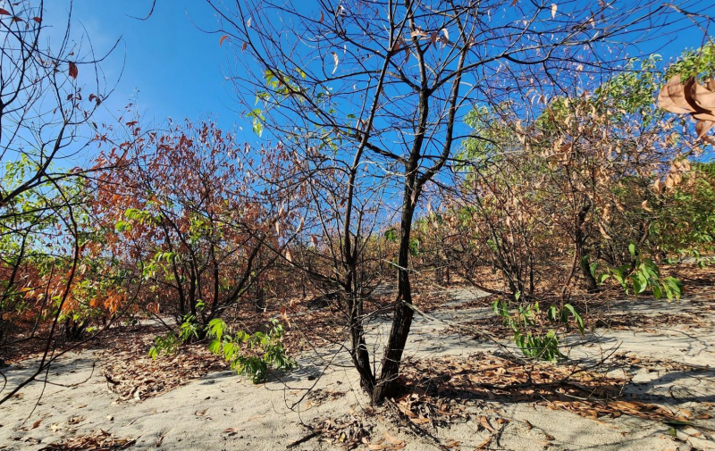 Nhiều diện tích rừng phòng hộ ven biển ở Huế chết khô giữa nắng hạn -0