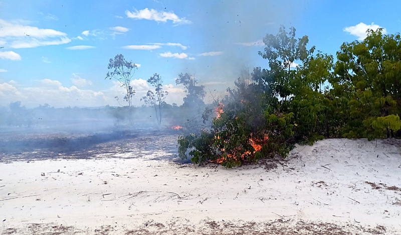 Hàng chục héc-ta rừng phòng hộ ven biển Quảng Nam bị thiệt hại do cháy -0