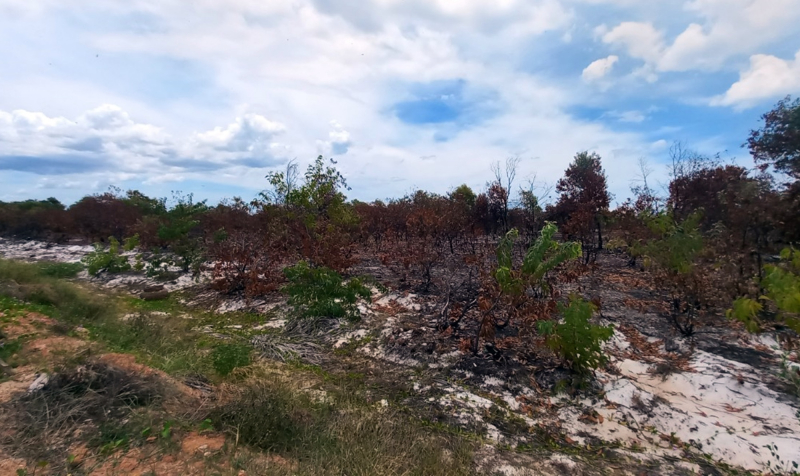 Hàng chục héc-ta rừng phòng hộ ven biển Quảng Nam bị thiệt hại do cháy -0