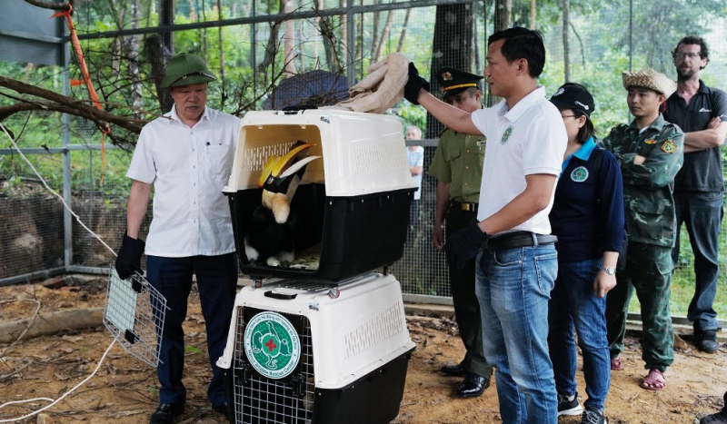 Lần đầu tiên cặp chim Hồng hoàng quý hiếm được thả vào rừng tự nhiên -0