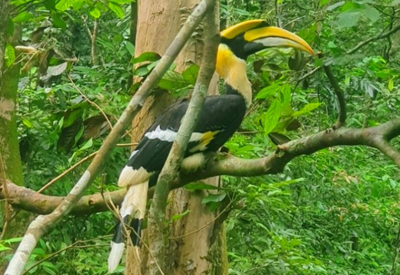 Lần đầu tiên cặp chim Hồng hoàng quý hiếm được thả vào rừng tự nhiên -0