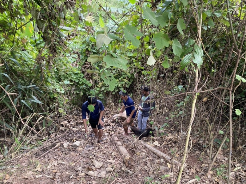 Làm rõ 3 đối tượng giết thịt trâu của người dân để chia nhau -0