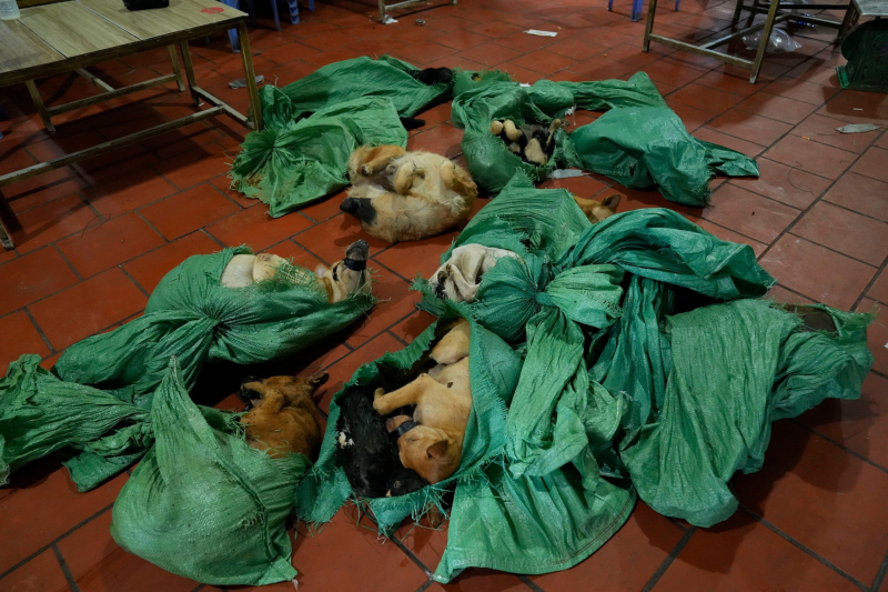 Phát hiện, bắt giữ 8 đối tượng trộm chó chuyên nghiệp -2