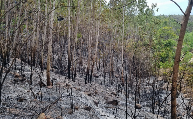       Huy động hơn 100 người xuyên đêm chữa cháy rừng trồng   -0