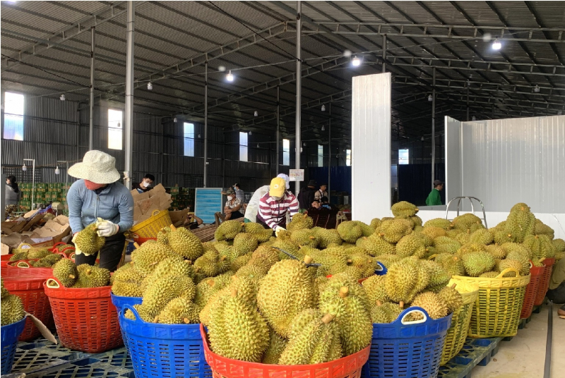 Làm giả “Giấy uỷ quyền xuất khẩu” sầu riêng -0