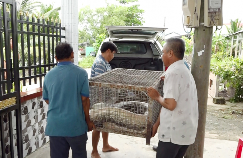 Bàn giao con trăn đất quý hiếm nặng gần 70kg cho Kiểm lâm -0