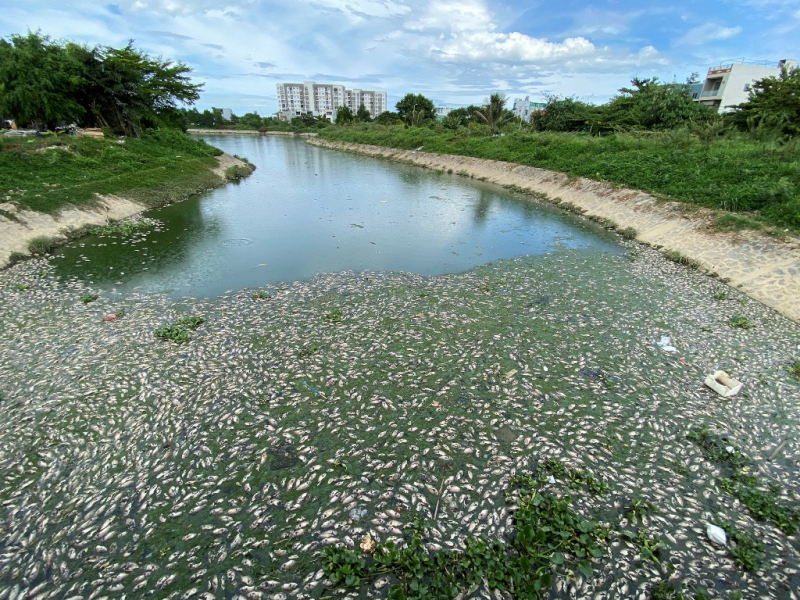 Cơ quan chức năng vào cuộc làm rõ hàng tấn cá chết bất thường nổi kín kênh Đa Cô và một số hồ lân cận -2