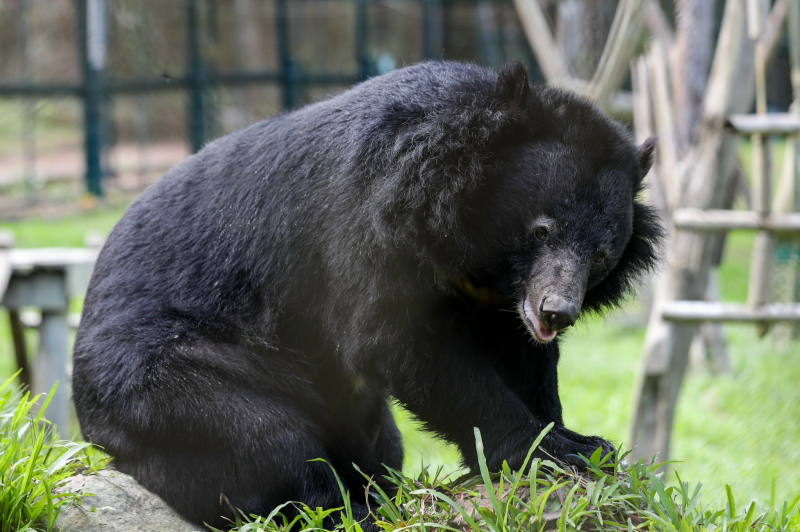 Ngôi nhà bình yên của 200 con gấu tật nguyền -0