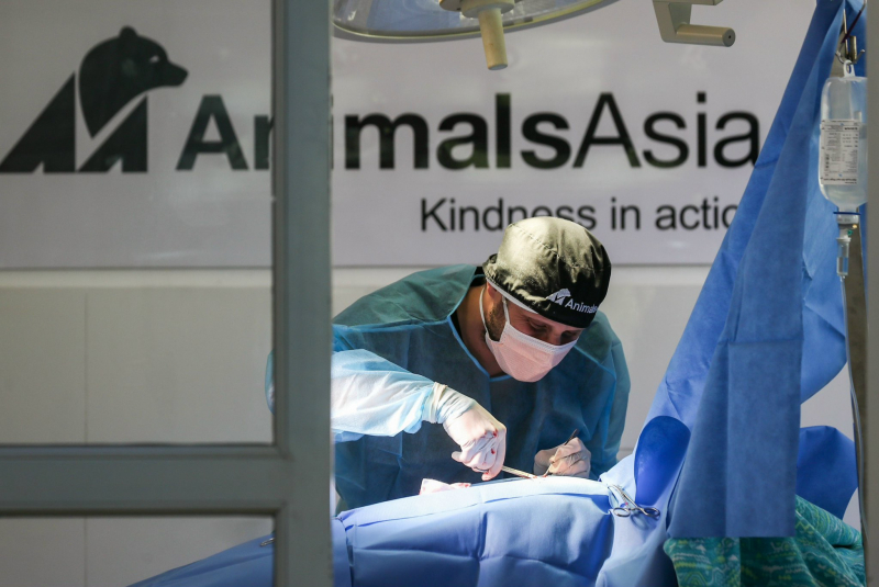 Ngôi nhà bình yên của 200 con gấu tật nguyền -0