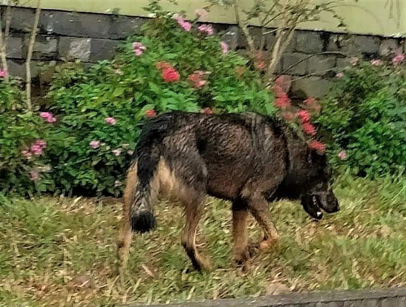 Chó lạ thả rông bất ngờ tấn công học sinh khiến một học sinh bị cắn rách mặt -0