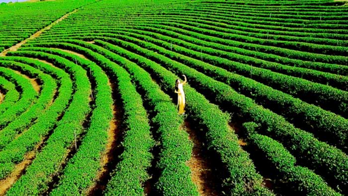 Tea Connect - một “khái niệm, phương thức” mới trong công tác đối ngoại -0