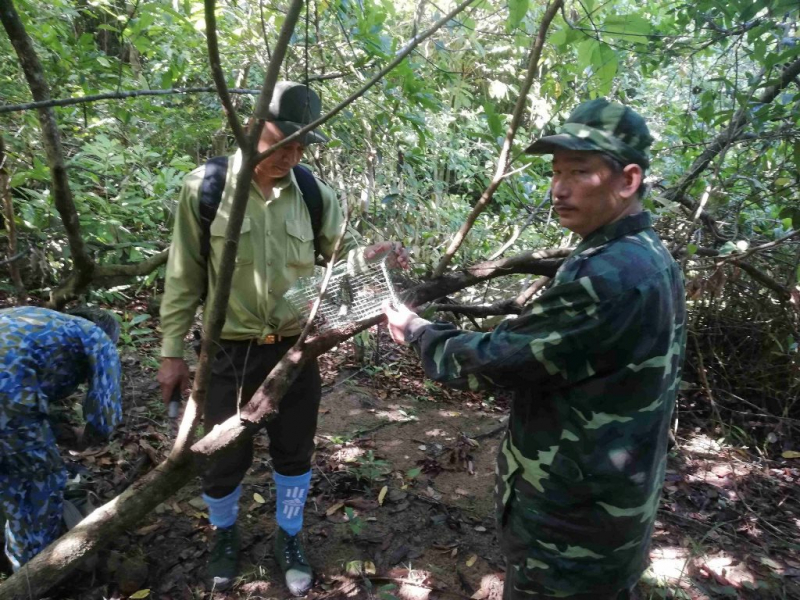 Báo động nạn bẫy thú rừng tại khu bảo tồn bán đảo Sơn Trà -1