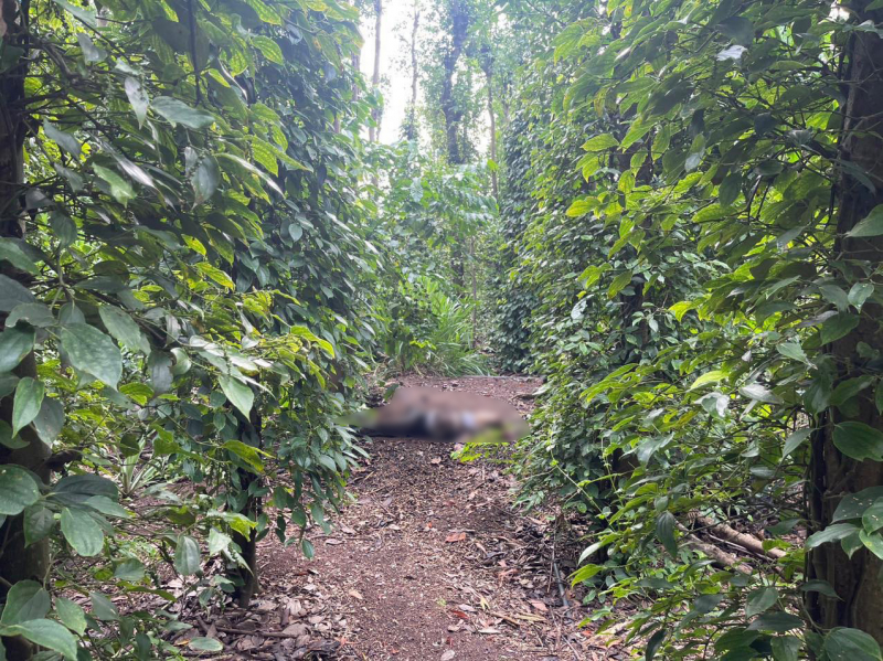 Phát hiện một phụ nữ tử vong trong rẫy tiêu -0