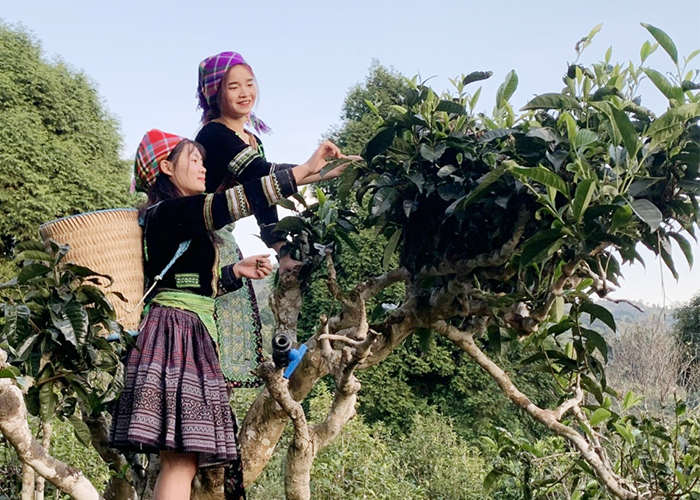 Huyền tích những cây chè cổ thụ trên đỉnh Suối Giàng -0