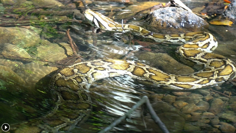 Quảng Trị thả trăn “khủng” về môi trường tự nhiên -1