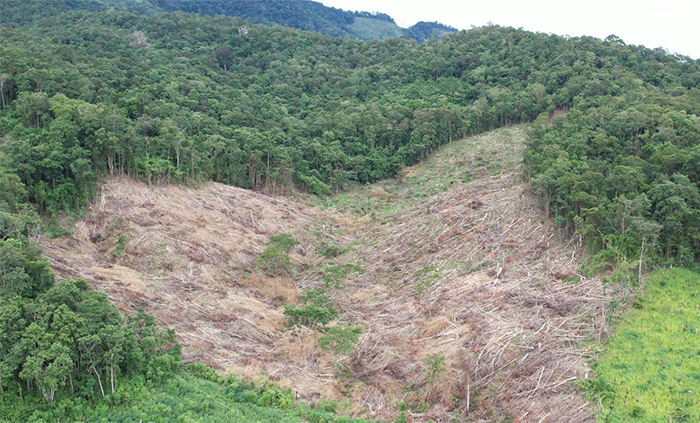 Công an vào cuộc điều tra vụ chặt hạ gần 5ha rừng -0