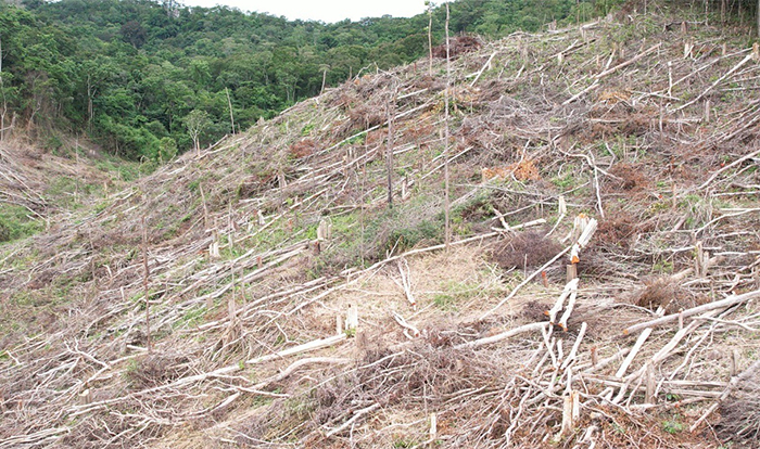 Công an vào cuộc điều tra vụ chặt hạ gần 5ha rừng -0