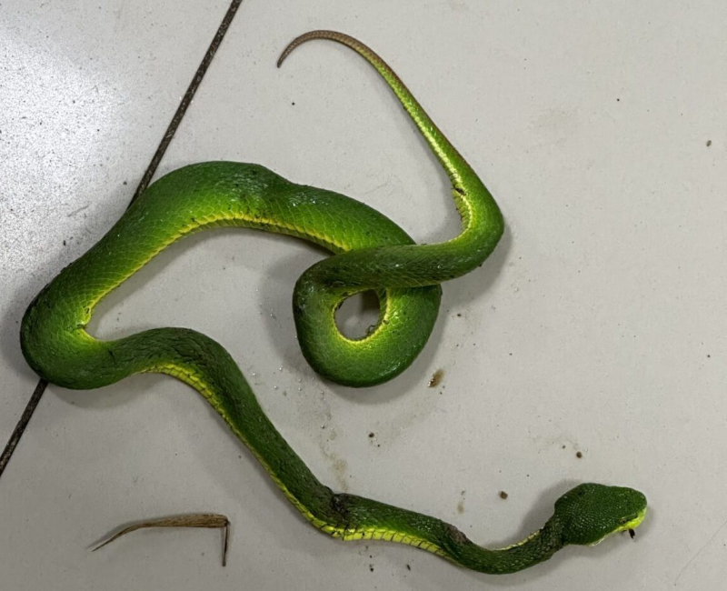 Truyền 10 lọ huyết thanh cứu người đàn ông bị rắn lục đuôi đỏ cắn -0