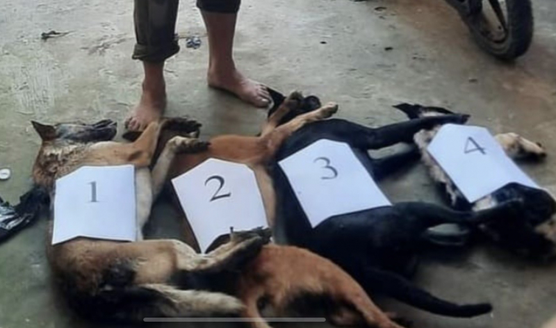 Trộm chó bị truy đuổi bỏ xe chạy vào rừng tràm lẩn trốn -0