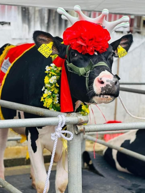 Có thêm một tân Hoa hậu… “Bò sữa” -0