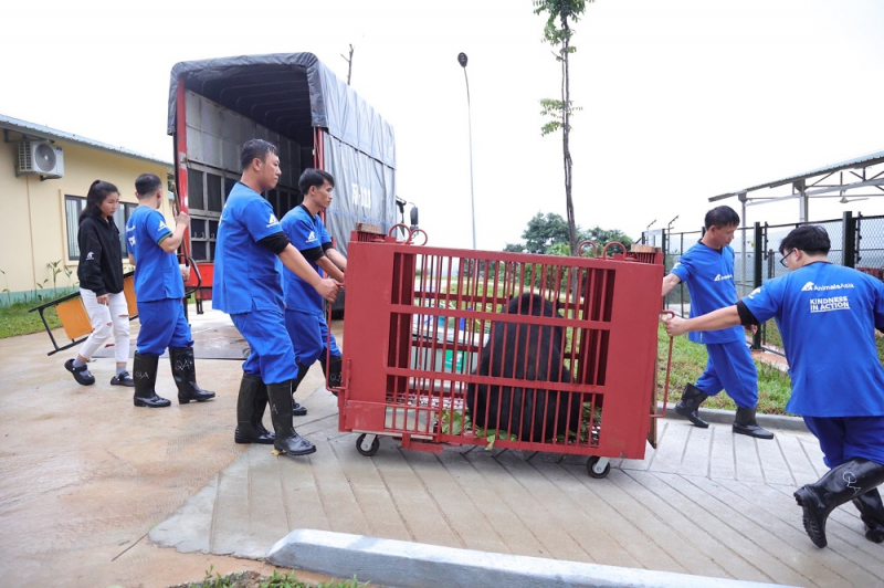 Cá thể gấu nuôi nhốt cuối cùng ở Hải Dương đã được bàn giao cho Trung tâm Cứu hộ Gấu -0