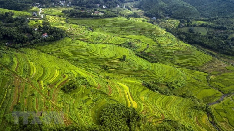 Peaceful charm of Mien Doi terraced rice fields -1