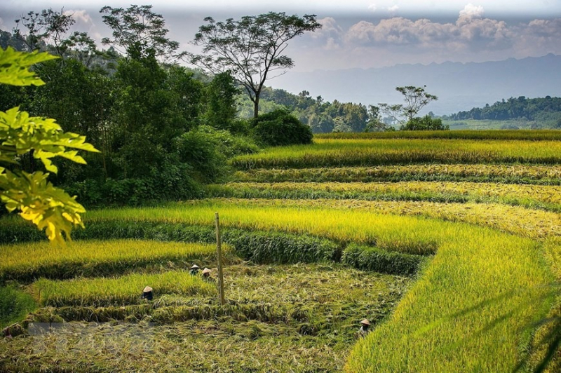 Peaceful charm of Mien Doi terraced rice fields -3