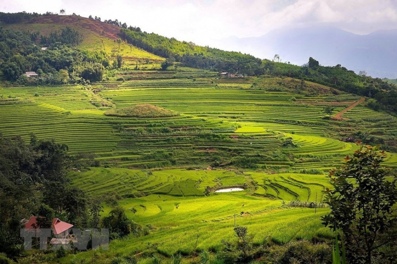 Peaceful charm of Mien Doi terraced rice fields -5
