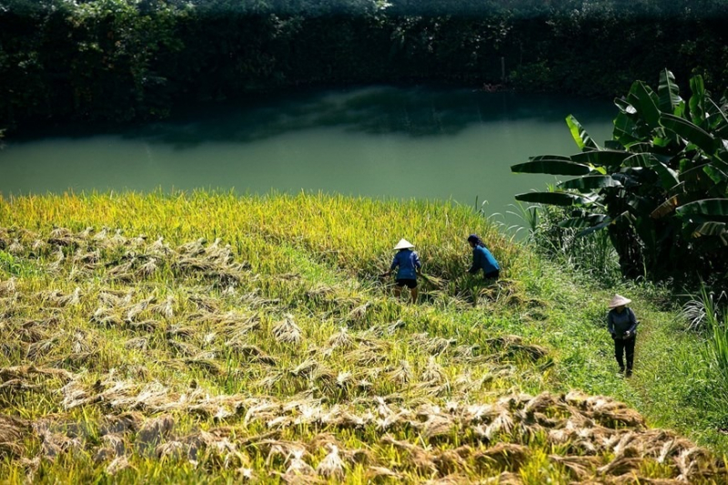 Peaceful charm of Mien Doi terraced rice fields -6
