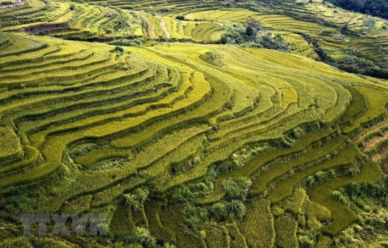 Peaceful charm of Mien Doi terraced rice fields -7