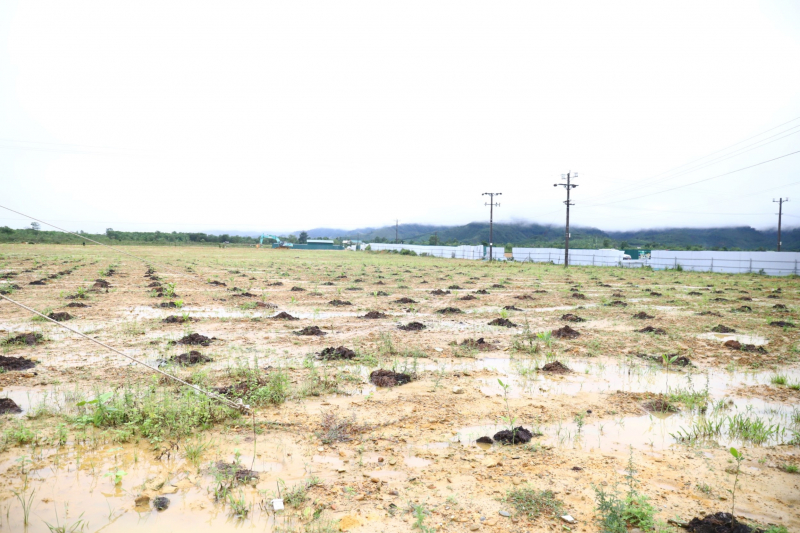 Hoàn thành xử lý đất nhiễm chất độc dioxin tại sân bay A So -0