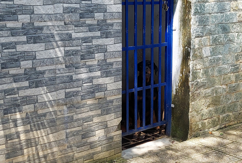 Cứu sống cháu bé 3 tuổi bị chó becgie tấn công gây thương tích nặng -0