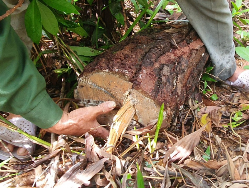 Nhiều cây thông 20 năm tuổi ở rừng đặc dụng Huế bị đốn hạ trơ gốc -0