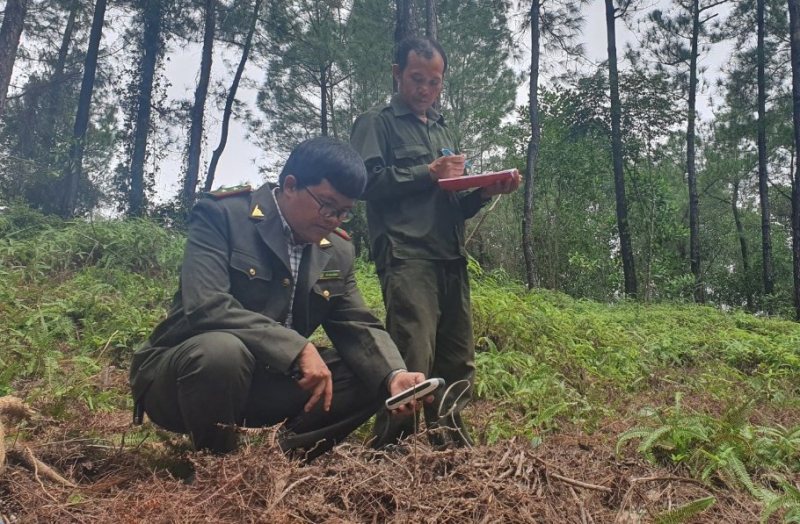 Nhiều cây thông 20 năm tuổi ở rừng đặc dụng Huế bị đốn hạ trơ gốc -0