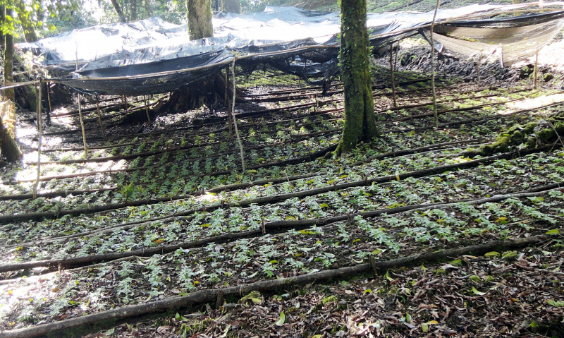 Cử tri kiến nghị kiểm tra chất lượng cây giống sâm Ngọc Linh -0