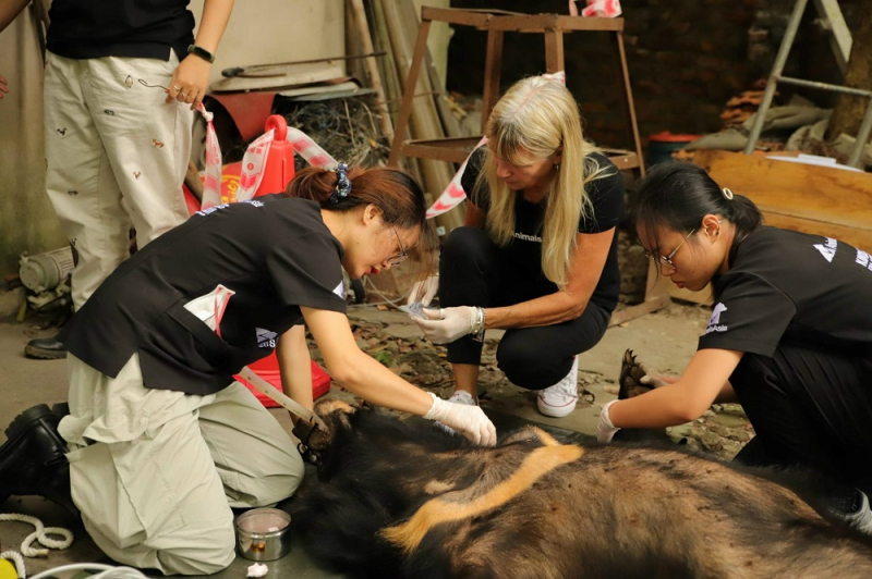 Hơn 300 cá thể gấu đang bị giam cầm trong các trại nuôi nhốt gấu trên cả nước -0