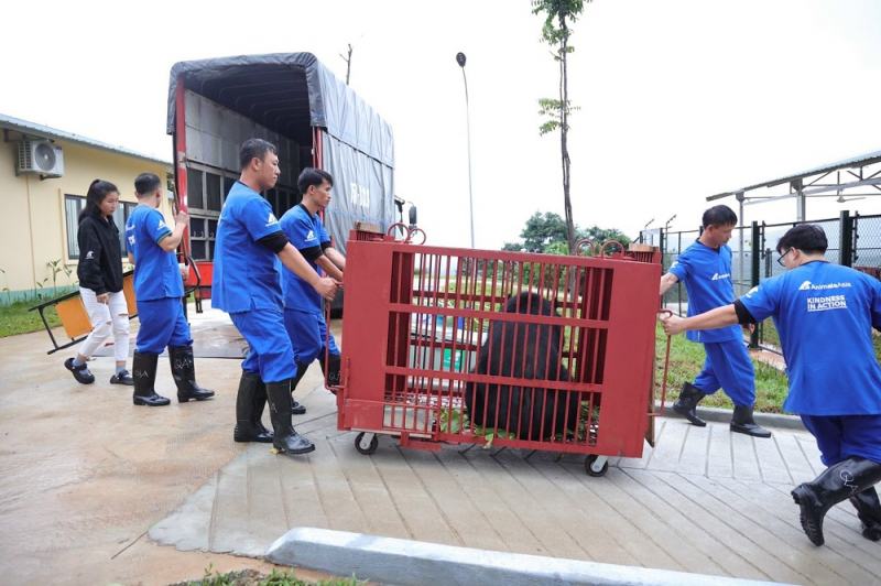 Hơn 300 cá thể gấu đang bị giam cầm trong các trại nuôi nhốt gấu trên cả nước -0