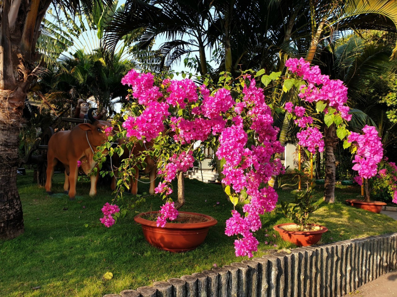 Sao Mai Resort Vũng Tàu tinh hoa, xứng tầm vị thế -0
