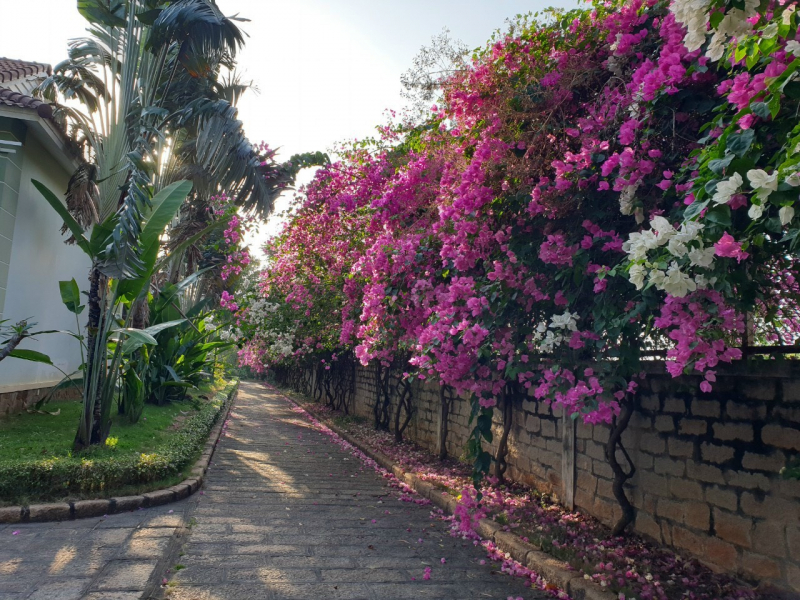 Sao Mai Resort Vũng Tàu tinh hoa, xứng tầm vị thế -0