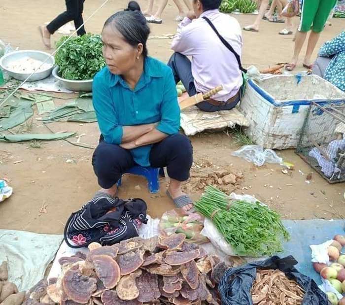 “Nước mắt” rừng xanh -0