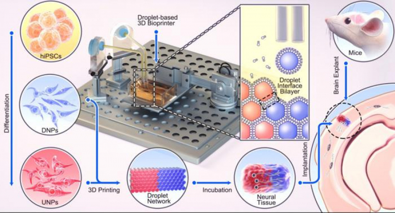 In 3D sinh học đem lại hy vọng điều trị chấn thương não -0