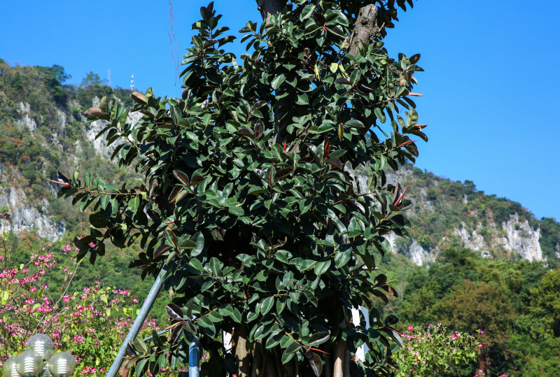 Cột mốc Hữu nghị mới ở biên giới Việt - Trung -0