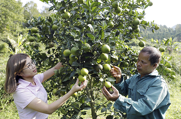 Tín dụng chính sách góp phần bảo đảm an sinh xã hội tại Cao Bằng -0