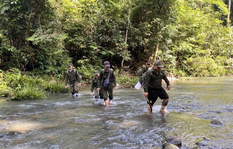 rung nam giang-ngoc thi.jpeg -0