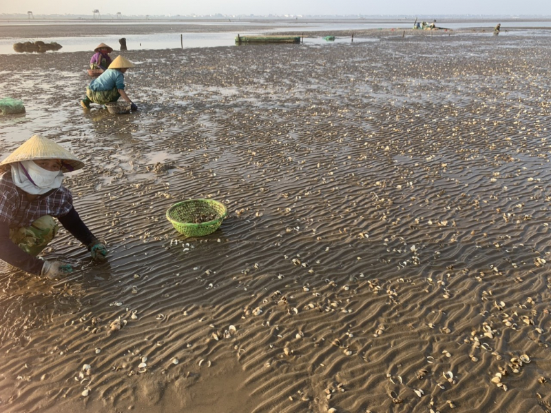 Gần 1.000 tấn ngao thương phẩm chết bất thường -0