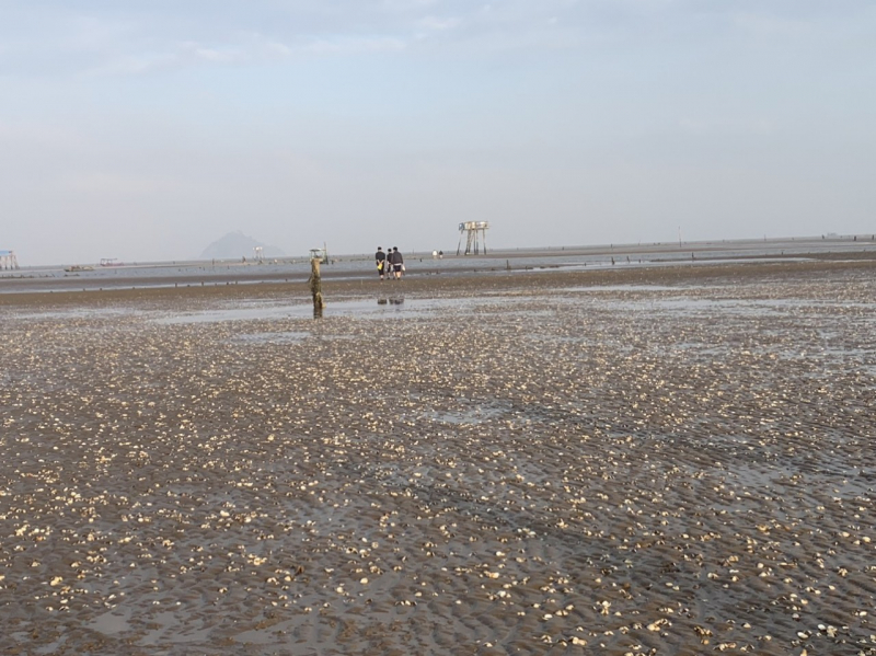 Gần 1.000 tấn ngao thương phẩm chết bất thường -0