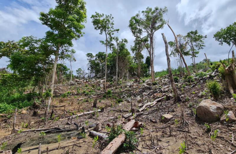 Phản hồi bài viết về xã tái nghèo, người dân không được hưởng lợi từ rừng -0