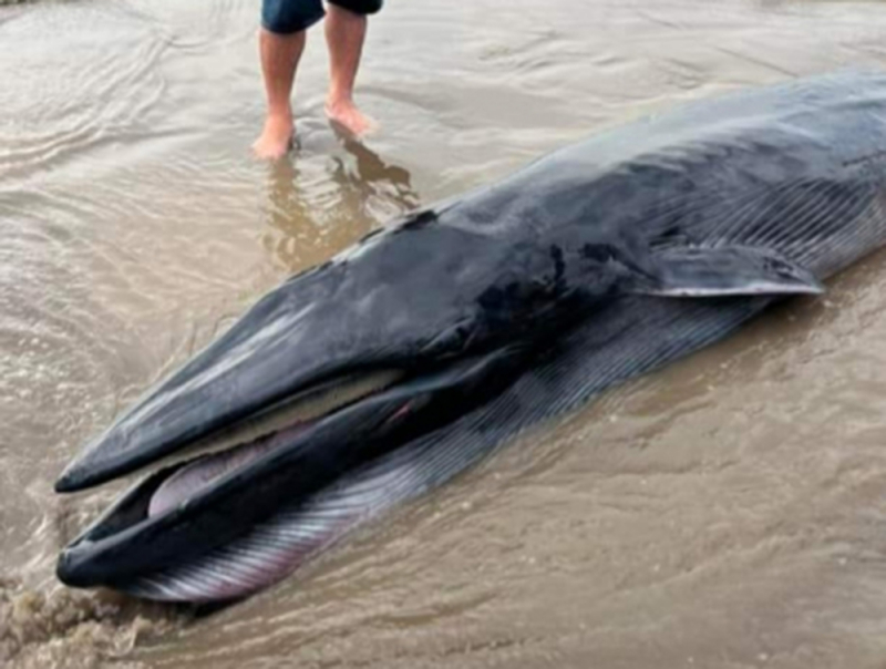 Cá Ông 300 kg trôi dạt vào bờ biển Trà Vinh -0